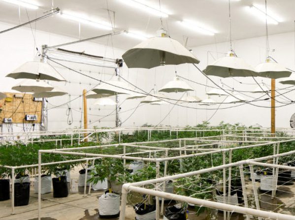 land-for-cultivation-cannabis-farm-license