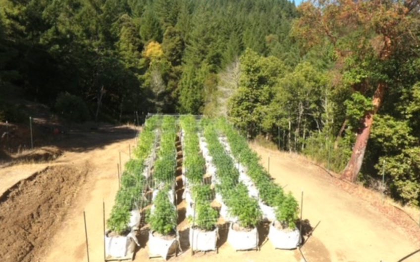 10,000 SF Cannabis Canopy in 20 AC Emerald Triangle Farm, with Cultivation License in Humboldt County