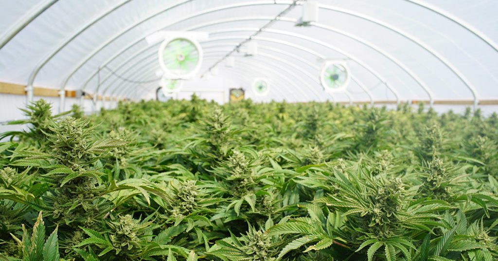Cannabis Greenhouses: How to Setup a Commercial Grow Operation - Webinar Featuring GStar Global