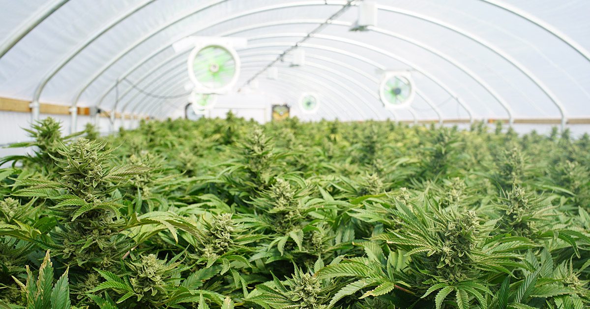 Best Watering Style for a Commercial Cannabis Grow Operation