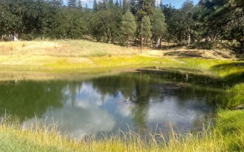 Turnkey Fully Vertical Business & Property in Trinity County