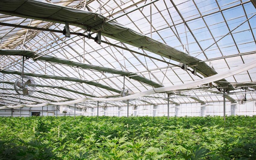 Large Scale Greenhouse Fully Licensed & Processing 2024 Season Ready