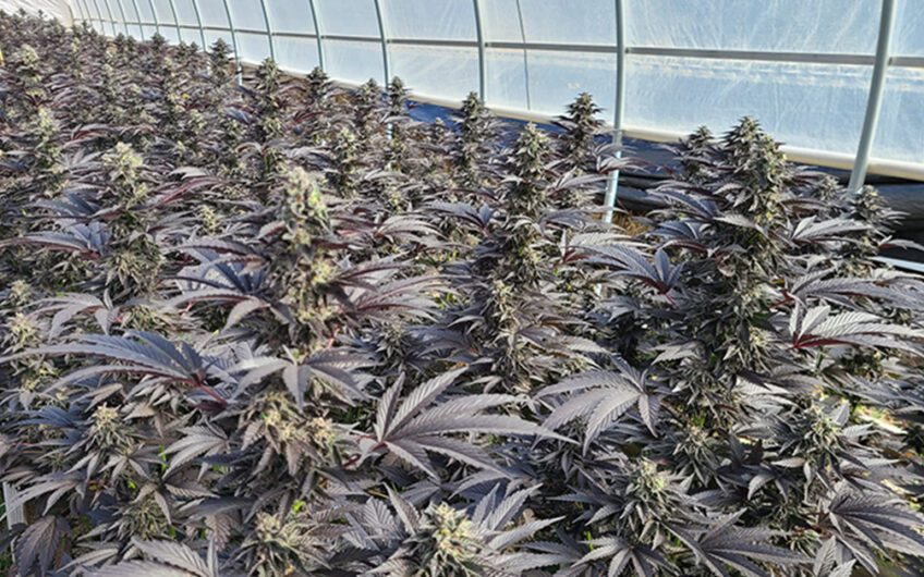 Humboldt Cultivation Turnkey Partial Investment In Meyers Flat, CA