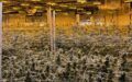 SOLD - Turnkey Cannabis Cultivation & Distribution For Sale