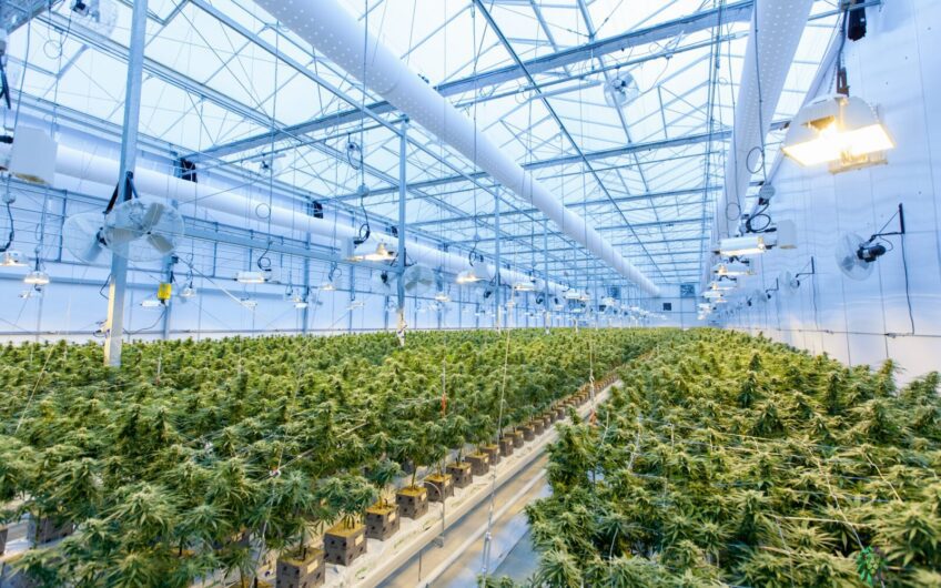 Ground-Up Indoor Cultivation Investment in Humboldt: Strong Returns