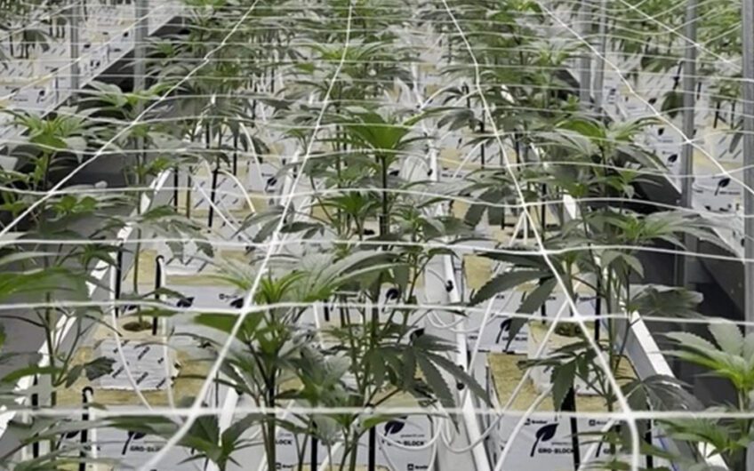Operating Cultivation Low OPEX / High Profits San Diego, CA