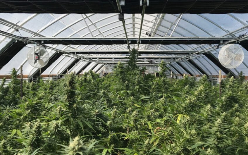 OPERATIONAL CANNABIS FARM FOR SALE, HUMBOLDT, CA