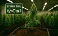 Branded OCal Certified Cultivation for Sale – Living Soil, Top-Shelf Flower