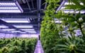 CONFIDENTIAL LISTING: WARREN OPERATING CULTIVATION FACILITY