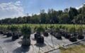 FULLY OPERATIONAL OUTDOOR GROW - PULASKI TWP, MI