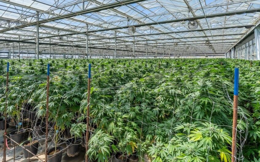 Cannabis Cultivation Processing & Distribution Center