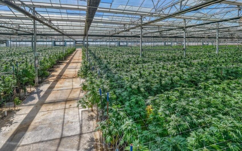 Cannabis Cultivation Processing & Distribution Center
