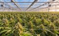 140K SF Greenhouse Cultivation in Carpinteria - Emerald Cup–Winning Facility